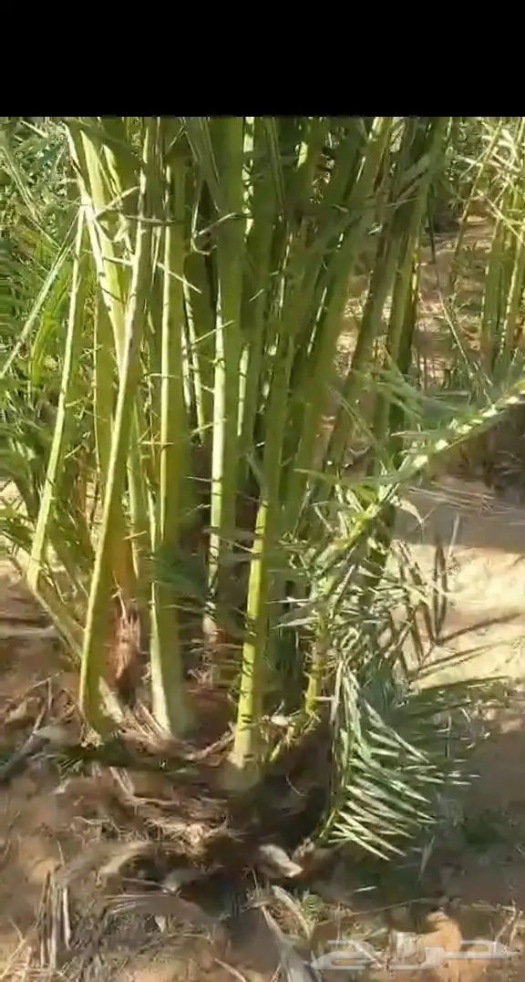 جثايث سكري طيبه جدا  وعلى الشرط العدد كبير توريد وغرس 2