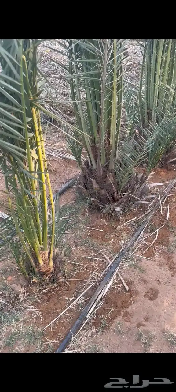 جثايث سكري طيبه جدا  وعلى الشرط العدد كبير توريد وغرس 3