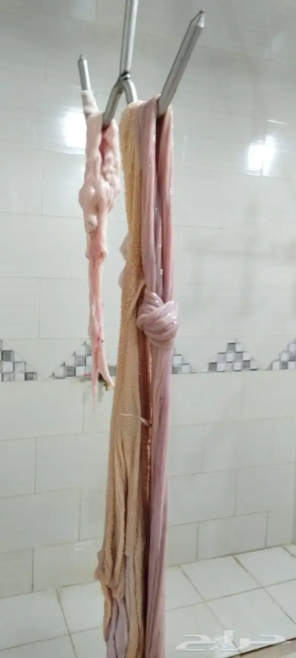 ذبايح النشاما 6