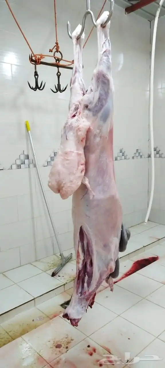 ذبايح النشاما 5