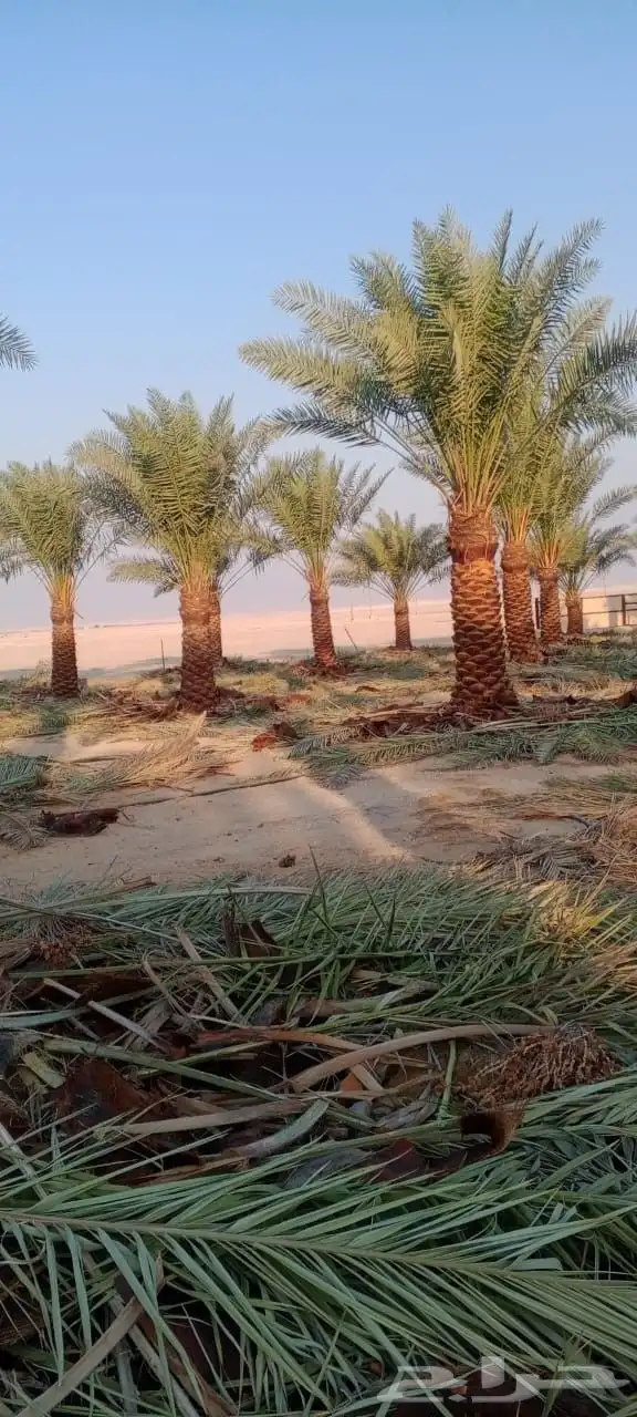 يوجد لدينا نخل عربي وشنطني 1