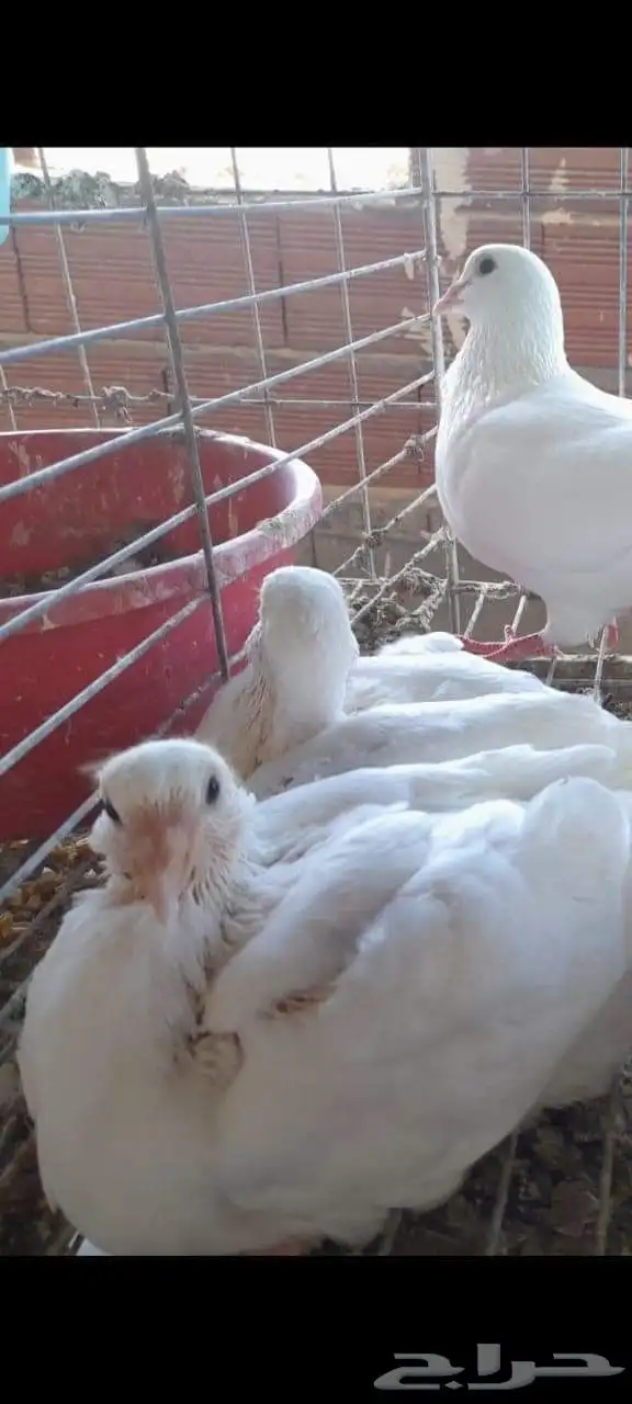 إدارة مشاريع الحمام فرز الحمام نجاح مشروع تربية الحمام تربي 9