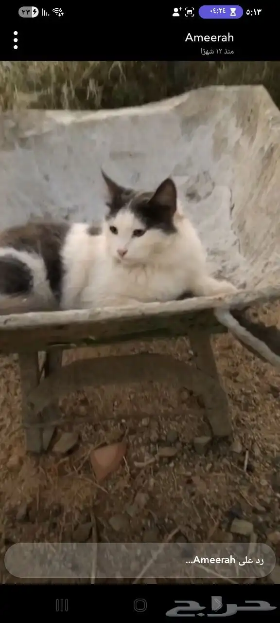 قطه ضايعه قريب من الهيبه الأقتصاديه الحرزات 0