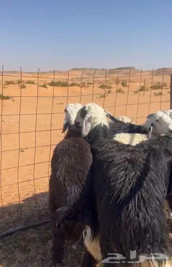 ذبايح بريه جبره 1