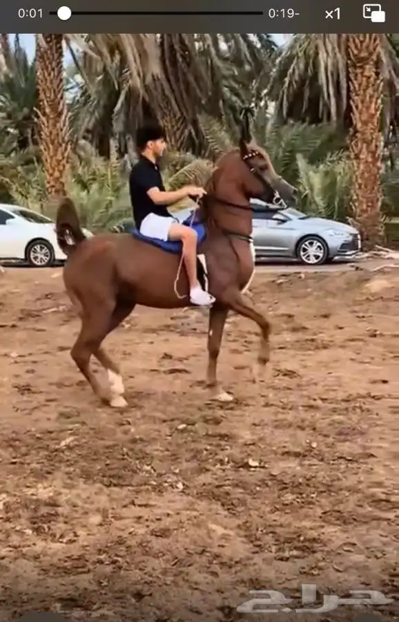 حصان واهو مكس 4