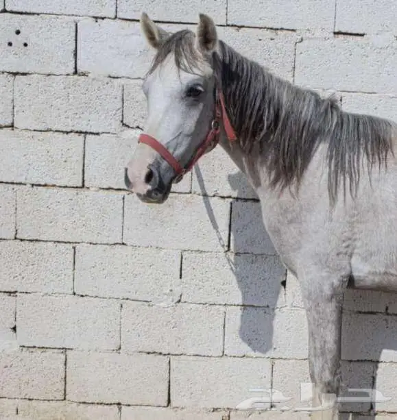 مهره شعبيه 3