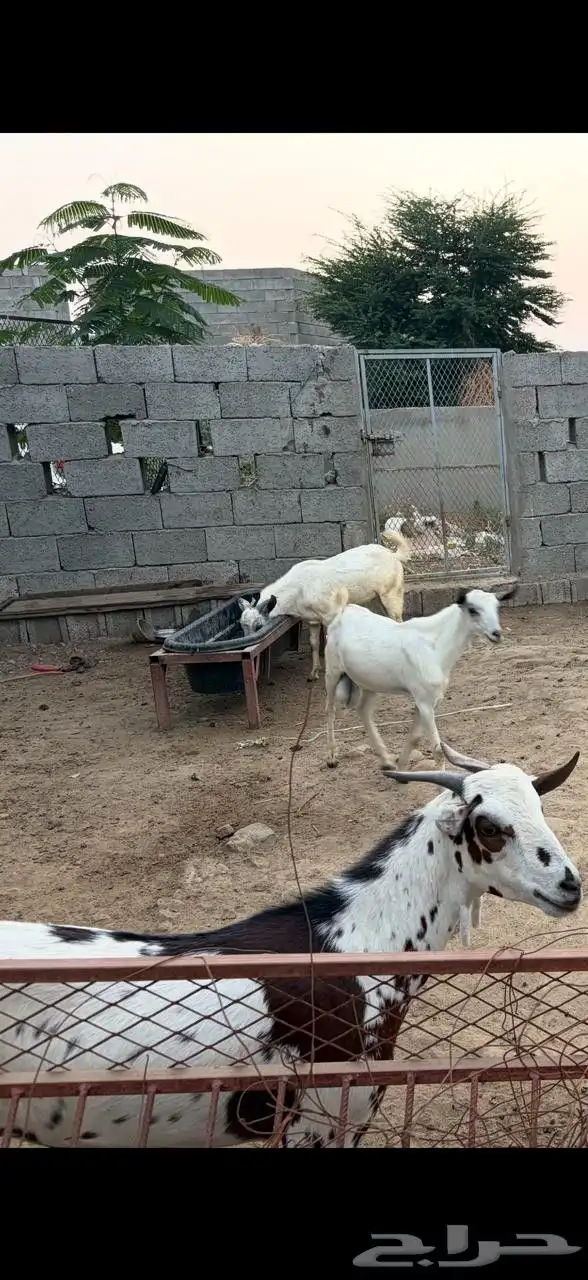 تيوس بلدي ببيع العدد 10 التواصل 1