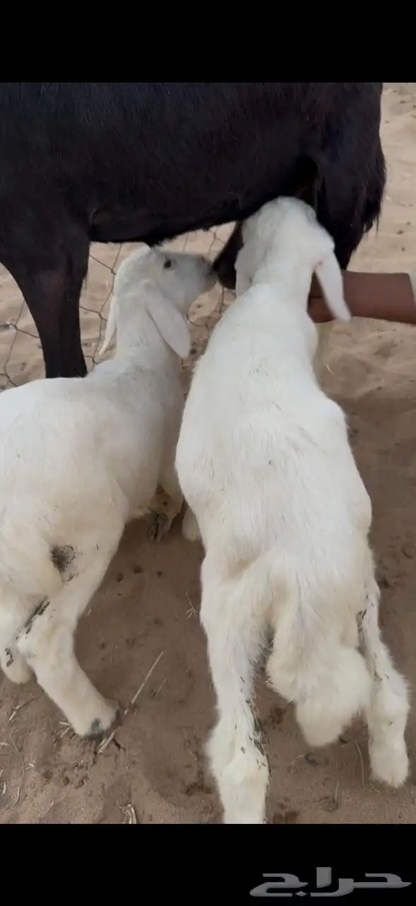 خروف و رخل ترضع 0