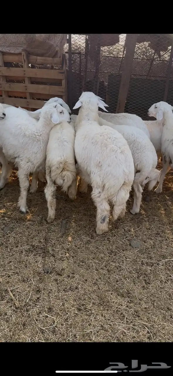 طليان حريه 2