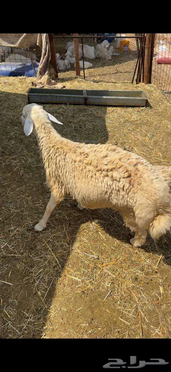 خرفان حري و سواكني ثلاجه - طبخ مندي كابلي 850 الى 1300 2