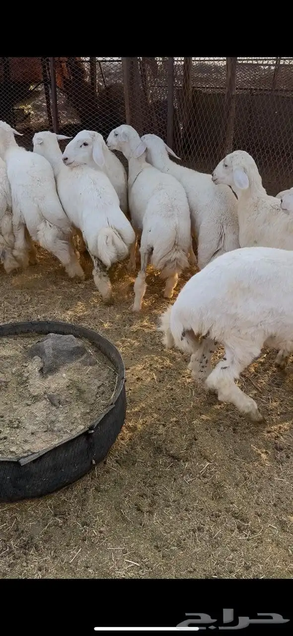 طليان حريه 0