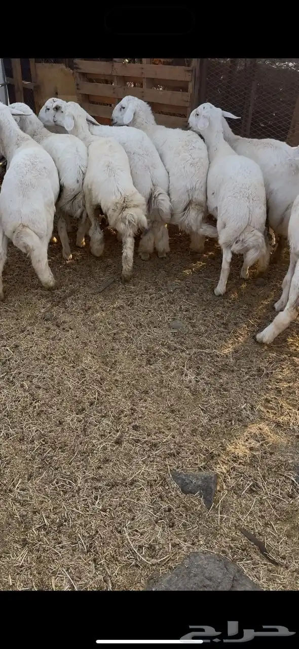 طليان حريه 1