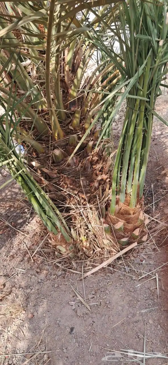 نخل للبيع جميع انواع انخيل المثمار وزينه 2