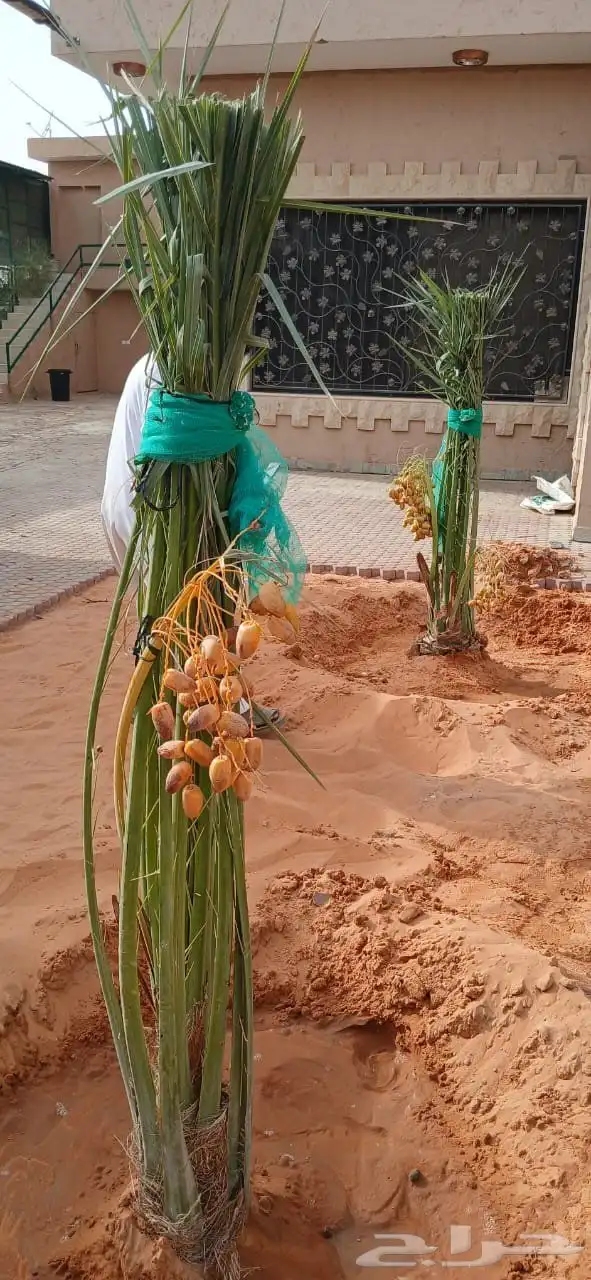 نخل للبيع مثمر خلاص سكري شيشي هلالي مجدول برحي ونانه رشودي 4