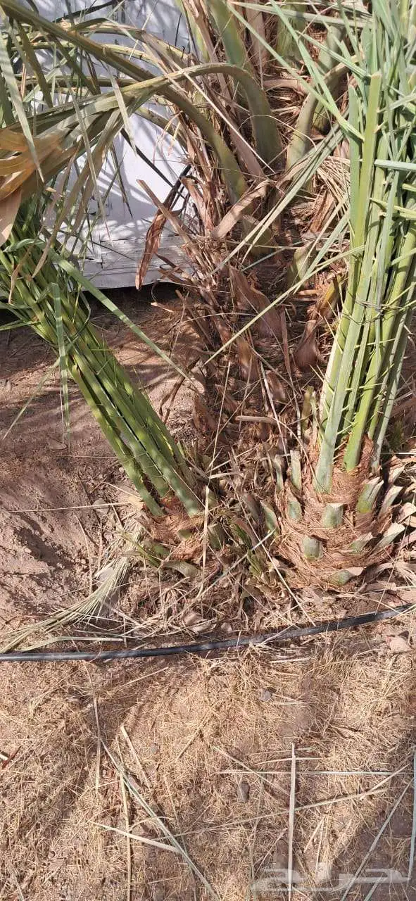 نخل للبيع جميع انواع انخيل المثمار وزينه 0