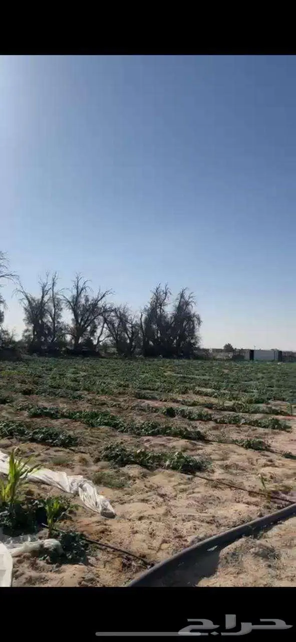 عرض متميز  مزرعة سكنية واستثمارية في قرية العليا 0