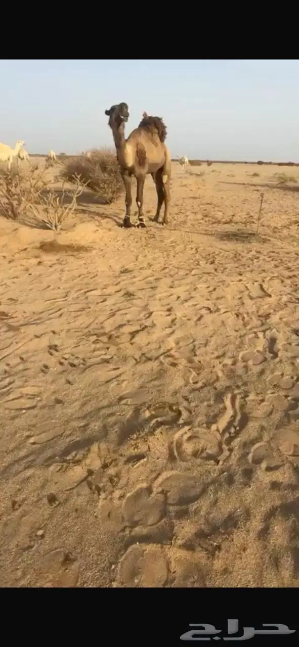 بعير اصفر علي سلمان الصفر 0