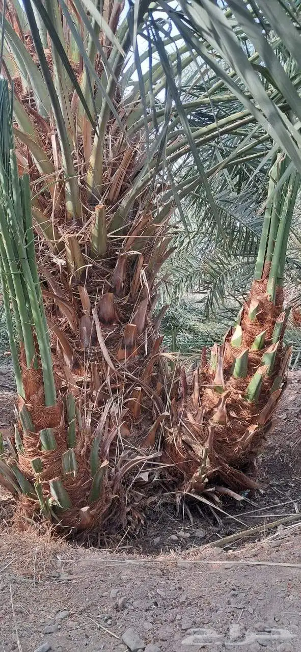 نخل للبيع جميع انواع انخيل المثمار وزينه 1