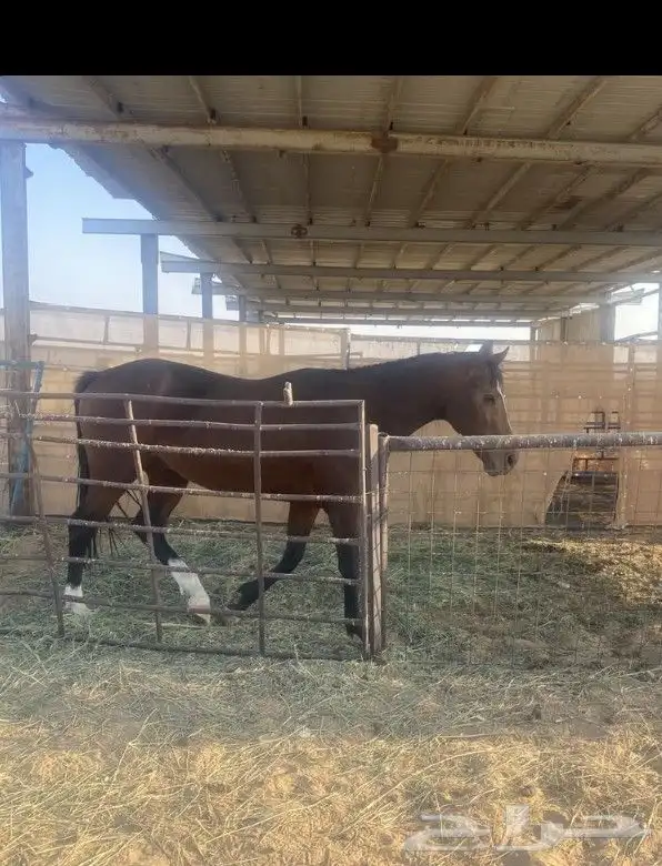 حصان حار انجليزي 3