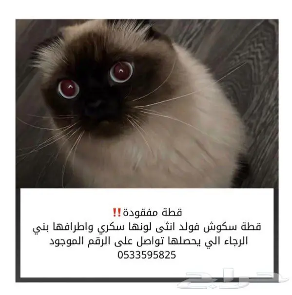 قطه مفقوده 0