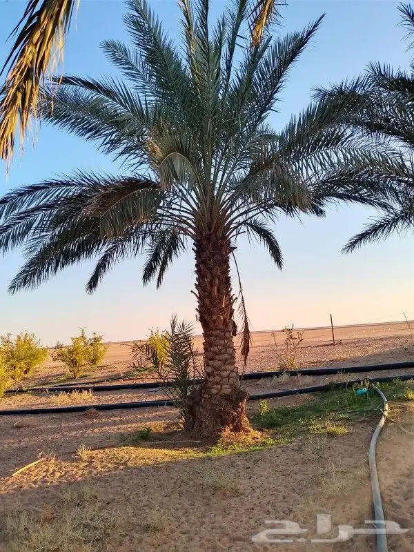 نخل للبيع 16