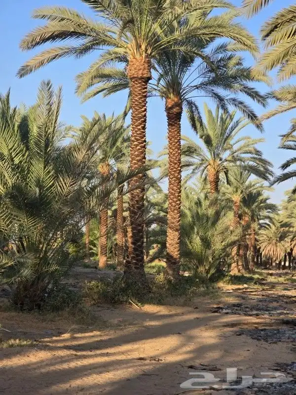 نخل للبيع 9