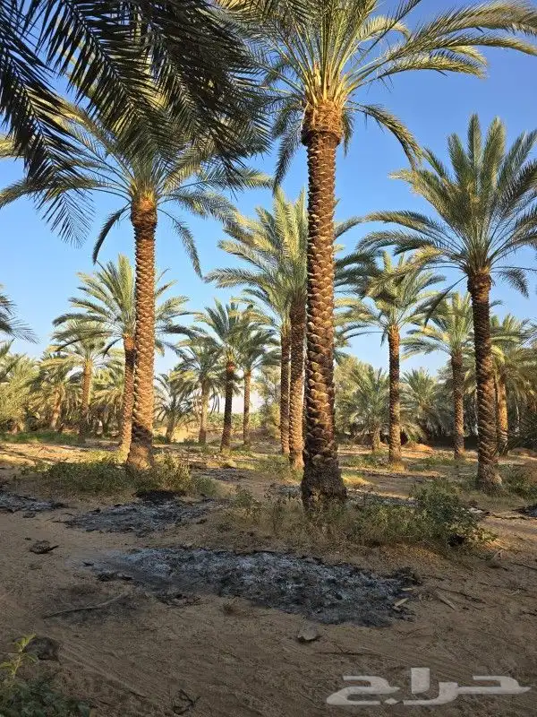 نخل للبيع 6