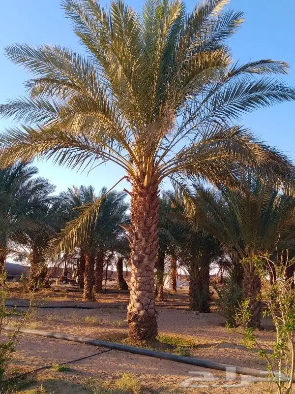 نخل للبيع 14
