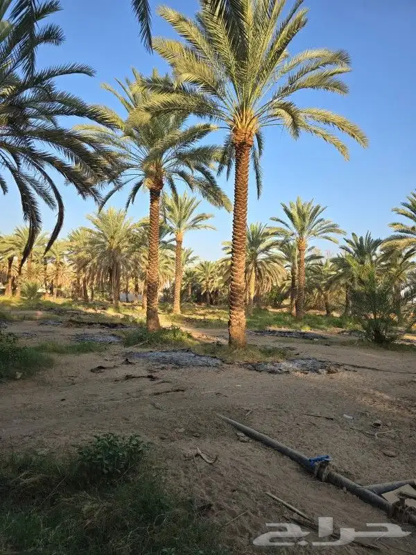 نخل للبيع 10