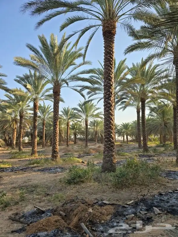 نخل للبيع 8
