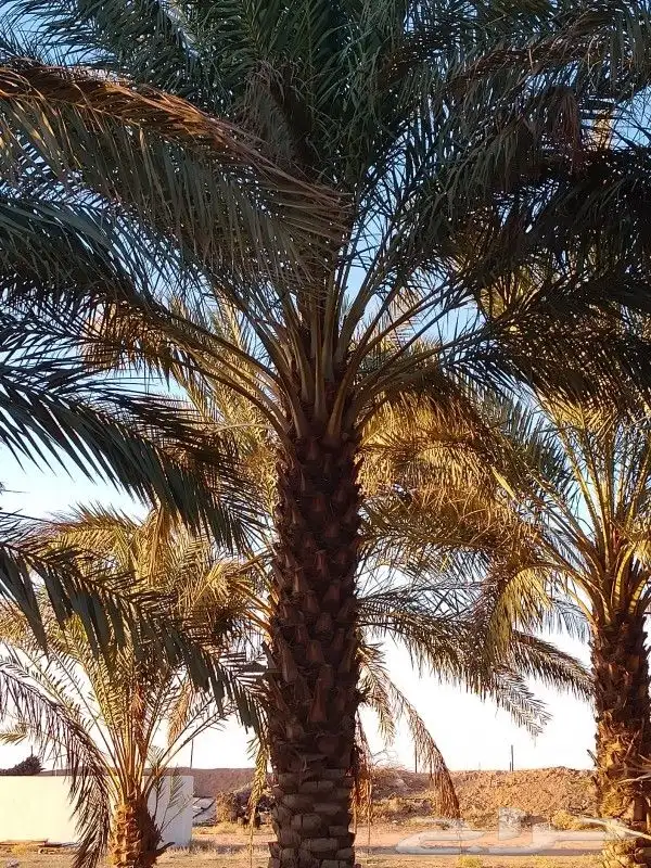 نخل للبيع 17