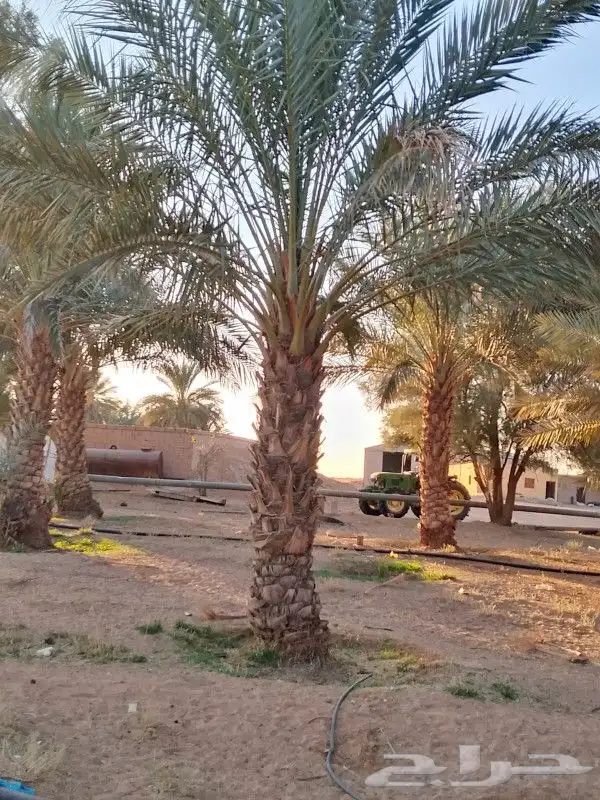 نخل للبيع 15