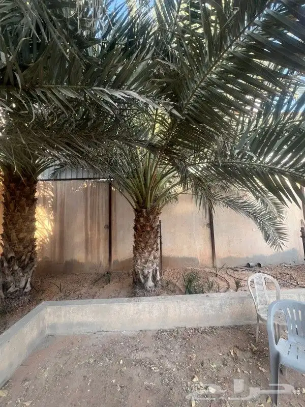 نخل للبيع 19