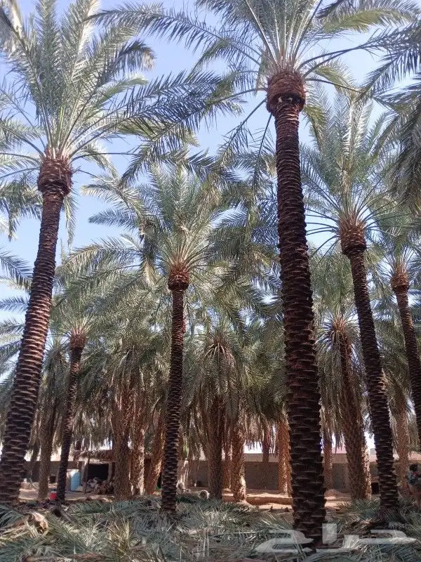 نخل للبيع 13