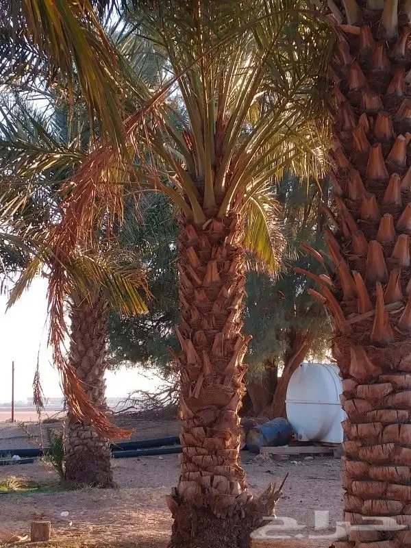 نخل للبيع 18