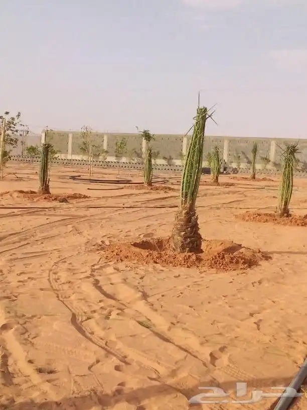 يوجد لدينا جميع انواع النخيل العربي والواشنطن بكل المقسات 6