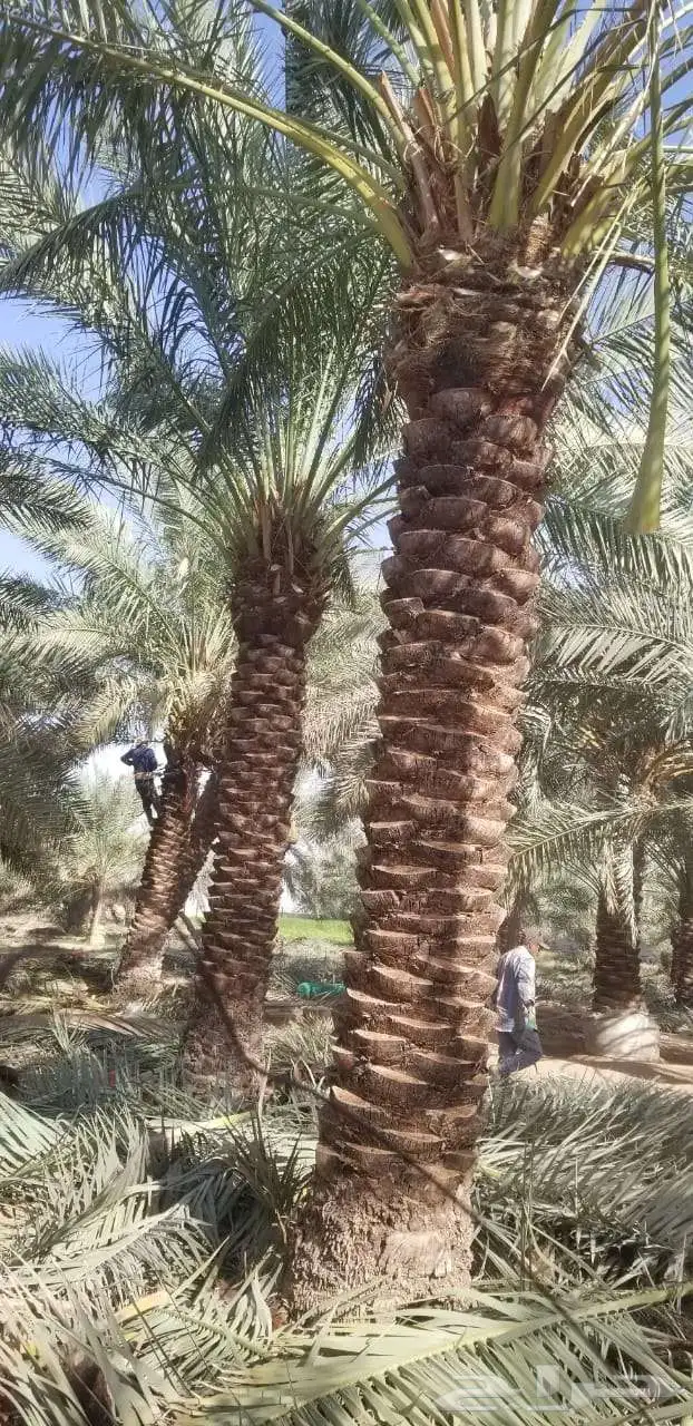 نخل مثمر للبيع نخيل صقعي مجدول اخلاص سكري نخل واشنطني زينه 7