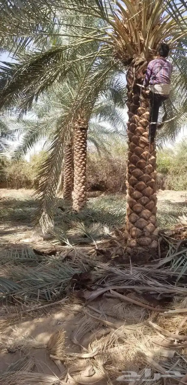 نخل مثمر للبيع نخيل صقعي مجدول اخلاص سكري نخل واشنطني زينه 1