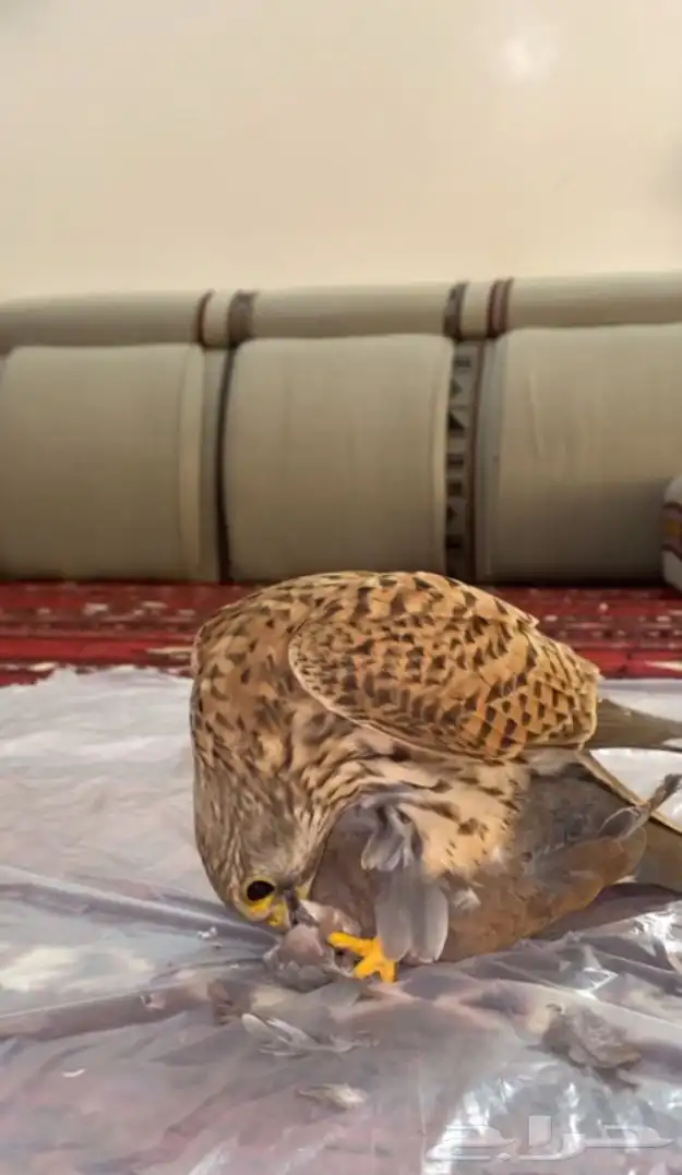 باشق ابو راس ابيض فرخ يهد مدرب مسيوم ب80 1