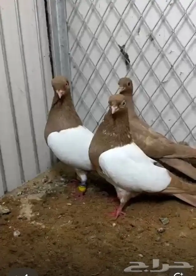 زوج شامي بإنتاجك 5