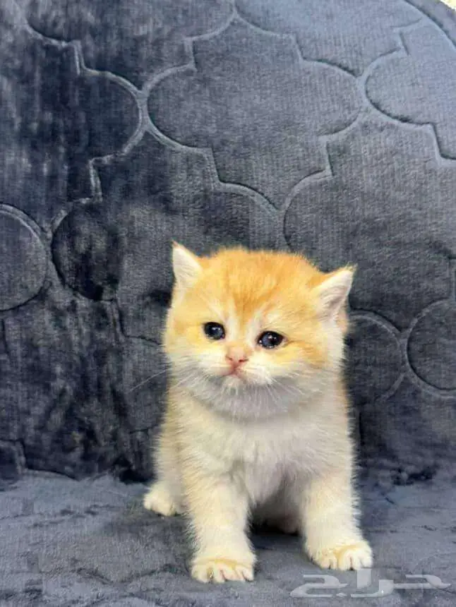 Scottish Fold Kitten NY12 5