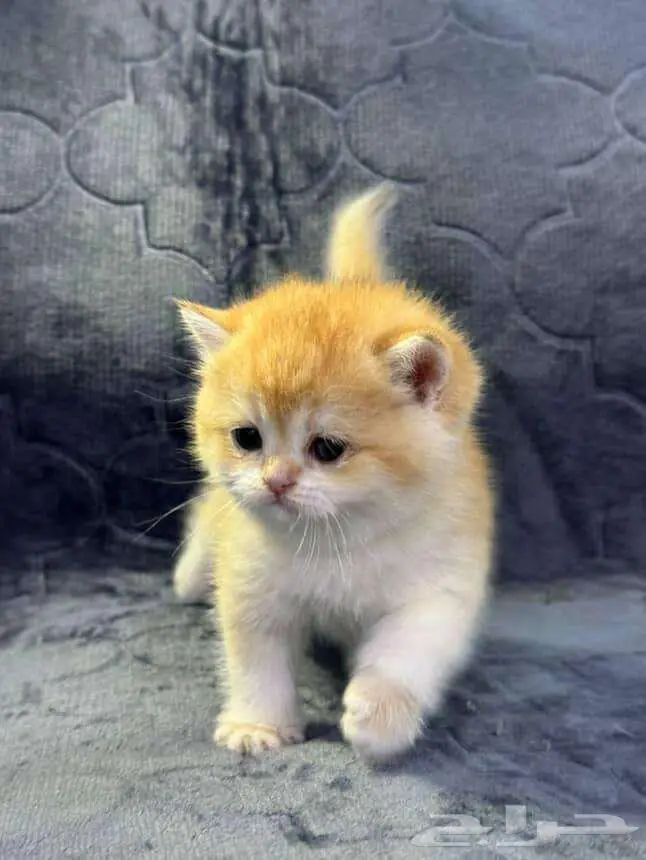 Scottish Fold Kitten NY12 7