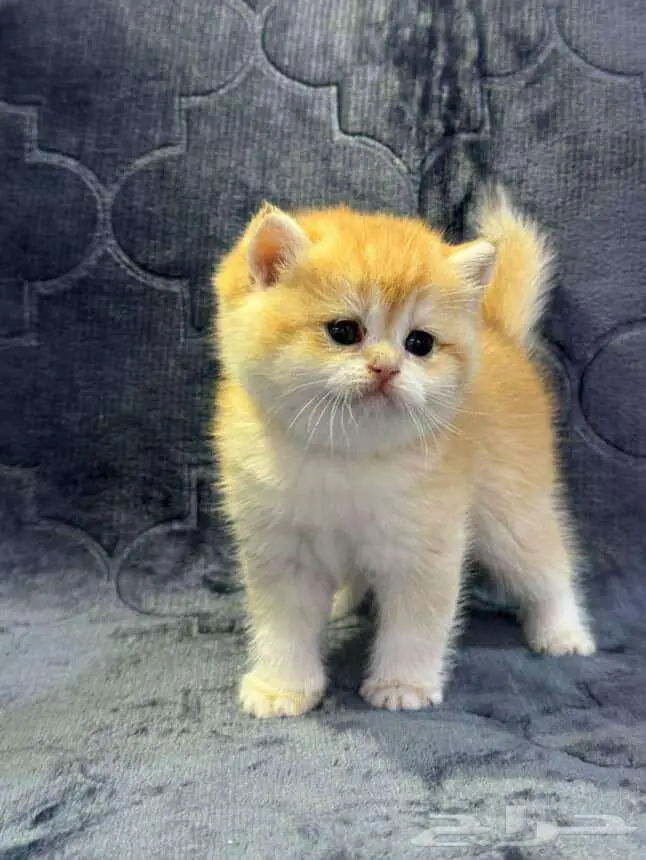 Scottish Fold Kitten NY12 1