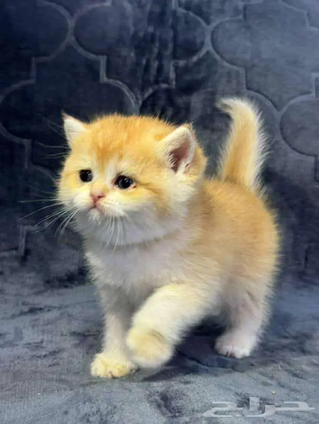 Scottish Fold Kitten NY12 4