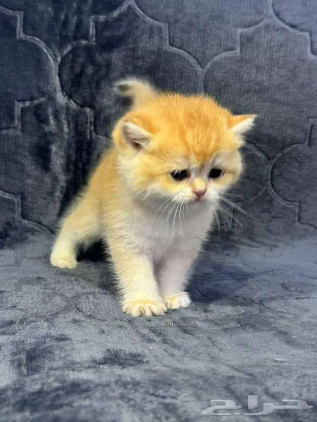 Scottish Fold Kitten NY12 8