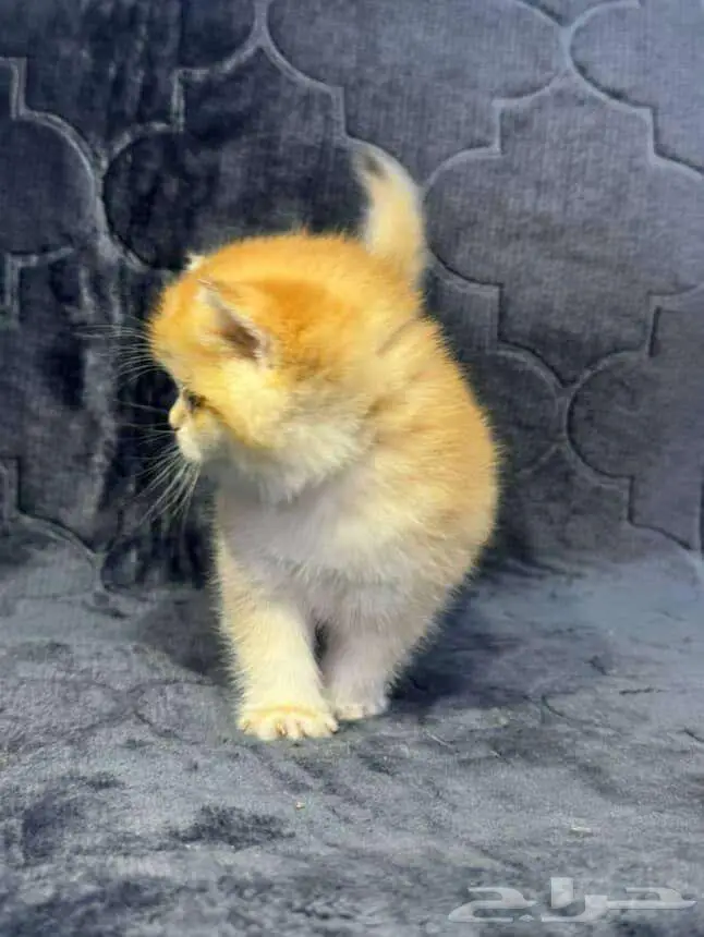 Scottish Fold Kitten NY12 3