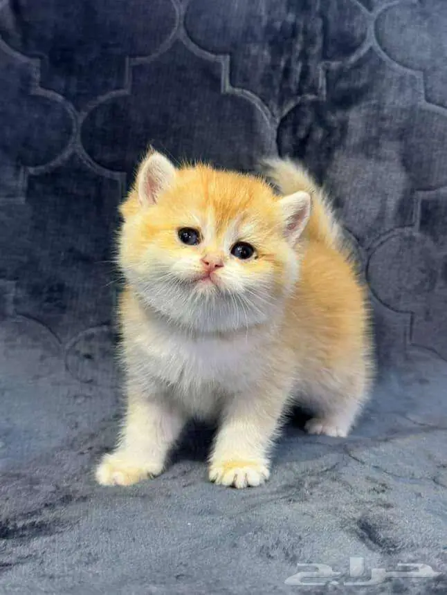 Scottish Fold Kitten NY12 2