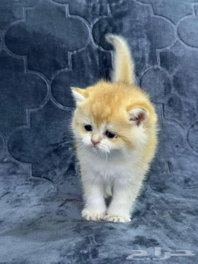Scottish Fold Kitten NY12 6