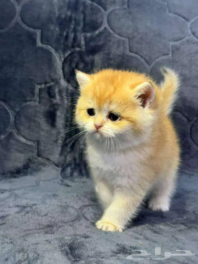 Scottish Fold Kitten NY12 0