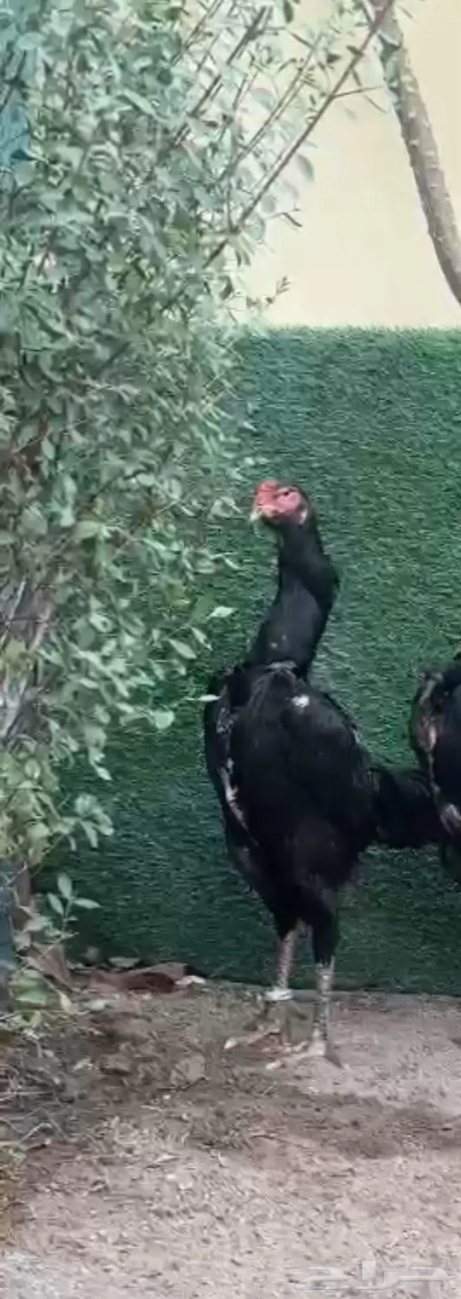 فرخة شامو الماني هزاز 4